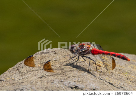 Sympetrum baccha, a member of the red dragonfly that inhabits a wide range of areas from alpine to school pools 86978664