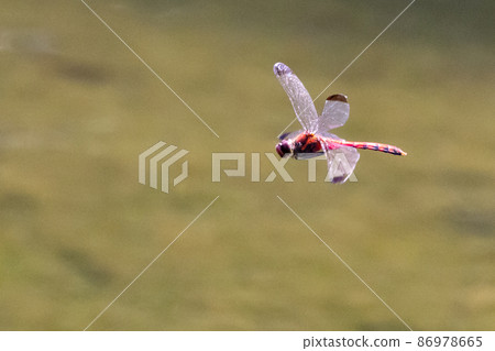 Sympetrum baccha, a member of the red dragonfly that inhabits a wide range of areas from alpine to school pools 86978665