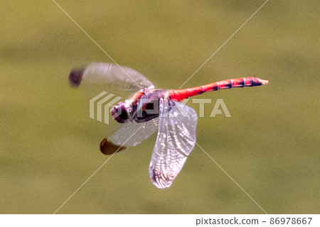 Sympetrum baccha, a member of the red dragonfly that inhabits a wide range of areas from alpine to school pools Sympetrum baccha, a member of the red dragonfly that inhabits a wide range of areas from alpine to school pools 86978667