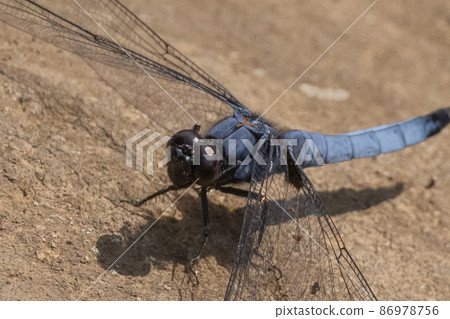 Orthetrum albisum, a member of the Orthetrum albisum seen from spring to early summer Orthetrum albisum, a member of the Orthetrum albisum seen from spring to early summer 86978756