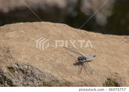 Orthetrum albisum,從春天到初夏看到的 Orthetrum albisum 的成員 Orthetrum albisum,從春天到初夏看到的 Orthetrum albisum 的成員 86978757