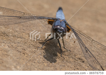 Orthetrum albisum, a member of the Orthetrum albisum seen from spring to early summer Orthetrum albisum, a member of the Orthetrum albisum seen from spring to early summer 86978759