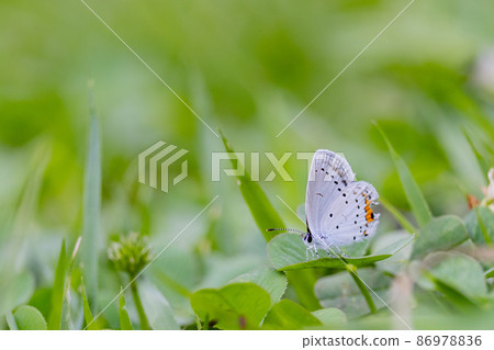 Lycaenidae inhabiting all continents except Antarctica 86978836