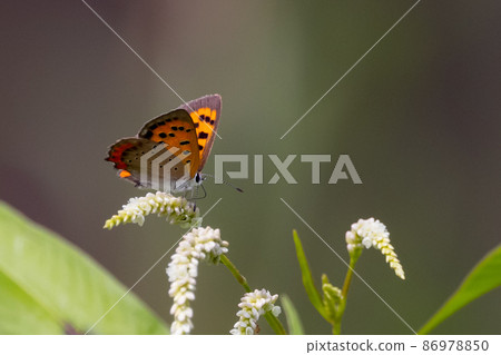 Lycaenidae inhabiting all continents except Antarctica Lycaenidae inhabiting all continents except Antarctica 86978850