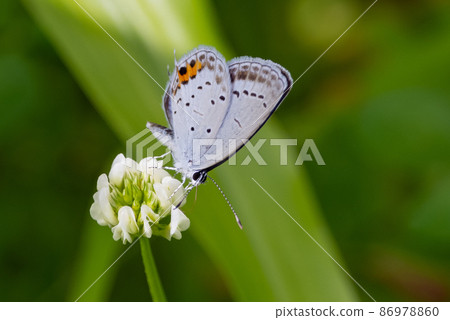 Lycaenidae 棲息於除南極洲以外的所有大陸 86978860