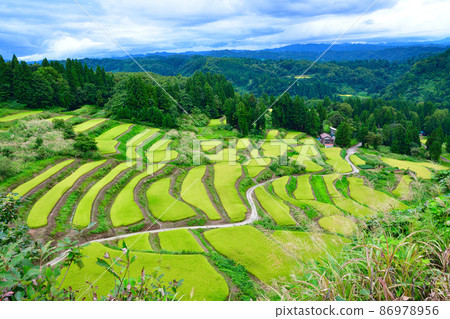 Sodenosawa Rice Terraces (Niigata Prefecture) Sodenosawa Rice Terraces (Niigata Prefecture) 86978956
