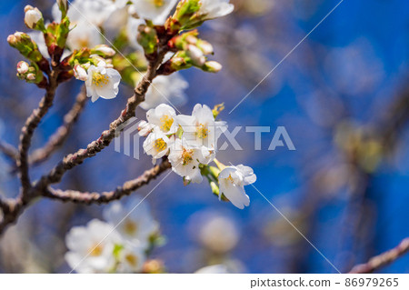 Flower of Oshima cherry tree (Sakura Oshima) 86979265