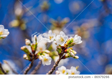 Flower of Oshima cherry tree (Sakura Oshima) 86979266