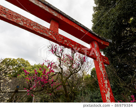 Shrine torii and plum blossoms Shrine torii and plum blossoms 86979384