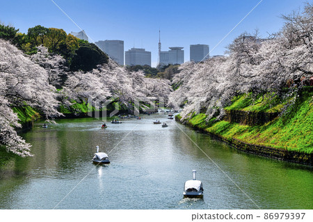 Sakura in full bloom in Chidori-gabuchi, Tokyo Sakura in full bloom in Chidori-gabuchi, Tokyo 86979397