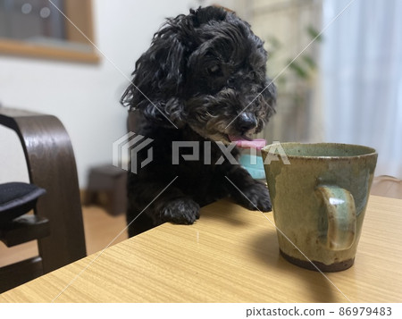 與狗分享 與狗分享 86979483