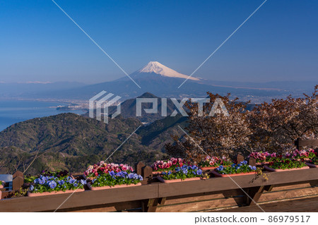 （靜岡縣）從櫻花盛開的伊豆之國全景公園看到的富士山 86979517