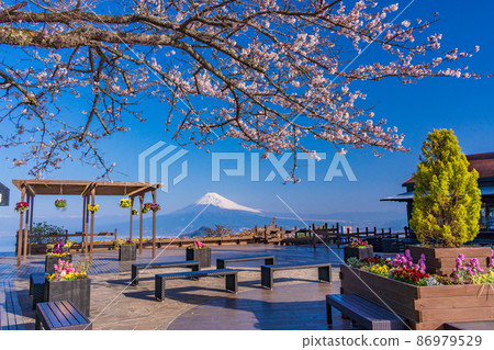 （靜岡縣）從櫻花盛開的伊豆之國全景公園看到的富士山 86979529