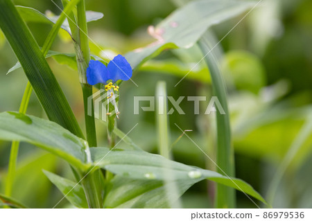 A flower like morning dew that opens in the morning and closes in the daytime A flower like morning dew that opens in the morning and closes in the daytime 86979536