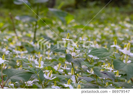 Houttuynia cordata named after it because it has a medicinal effect of poisoning as a folk medicine 86979547