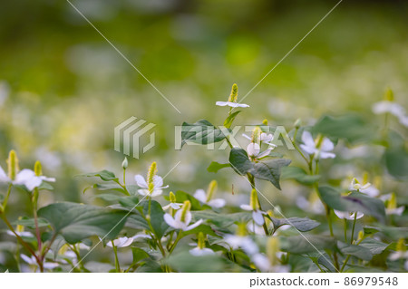 Houttuynia cordata named after it because it has a medicinal effect of poisoning as a folk medicine 86979548