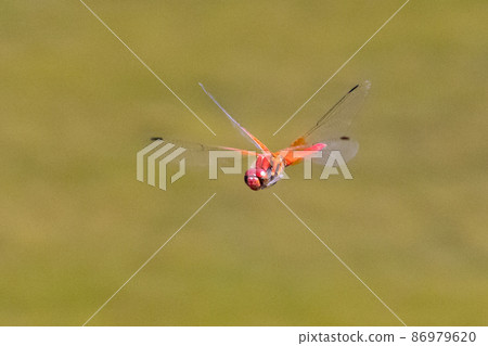 A kind of large and thick red dragonfly, Sympetrum speciosum 86979620