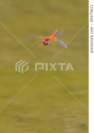 A kind of large and thick red dragonfly, Sympetrum speciosum A kind of large and thick red dragonfly, Sympetrum speciosum 86979621