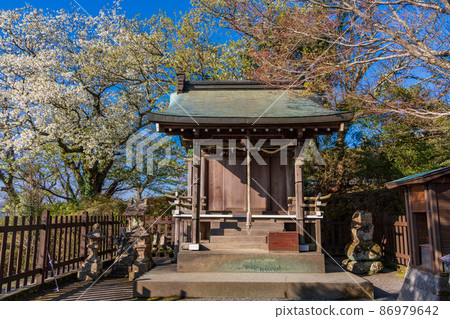 (靜岡)櫻花、伊豆之國全景公園、葛城神社 (靜岡)櫻花、伊豆之國全景公園、葛城神社 86979642