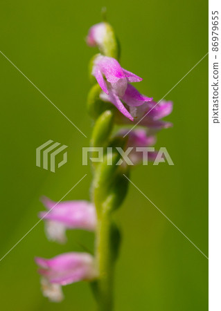 A small red orchid that blooms in the grassland, Spiranthes sinensis A small red orchid that blooms in the grassland, Spiranthes sinensis 86979655