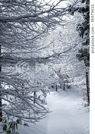 鮮雪森林-1 鮮雪森林-1 86979658
