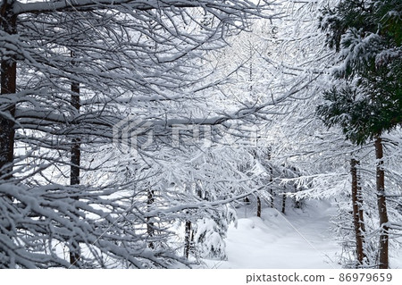 鮮雪森林-2 鮮雪森林-2 86979659