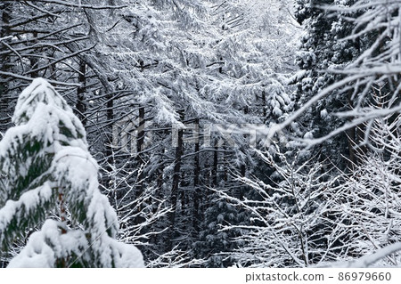 鮮雪森林-3 鮮雪森林-3 86979660