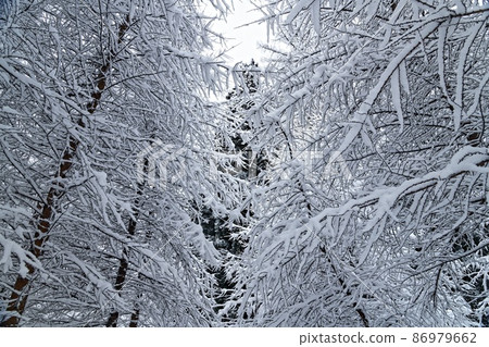 鮮雪森林-5 鮮雪森林-5 86979662