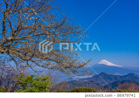 (Shizuoka Prefecture) Mt. Fuji seen from Mt. Katsuragi, where wild cherry blossoms bloom 86979741