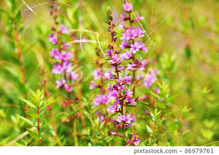 Ezomisohagi 86979761