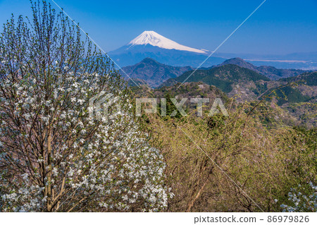 (Shizuoka) Kobusi blooms, Numazu Alps and Mt. Fuji (Shizuoka) Kobusi blooms, Numazu Alps and Mt. Fuji 86979826