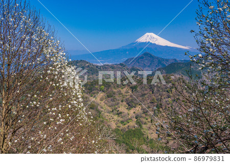 (Shizuoka) Kobusi blooms, Numazu Alps and Mt. Fuji (Shizuoka) Kobusi blooms, Numazu Alps and Mt. Fuji 86979831