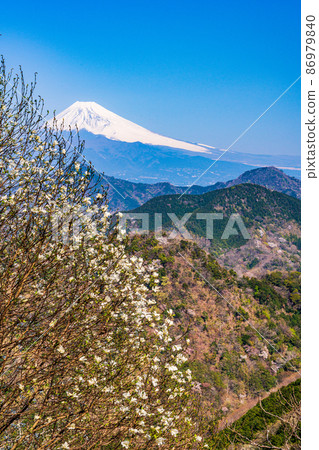 （靜岡）小布西開花、沼津阿爾卑斯和富士山 86979840