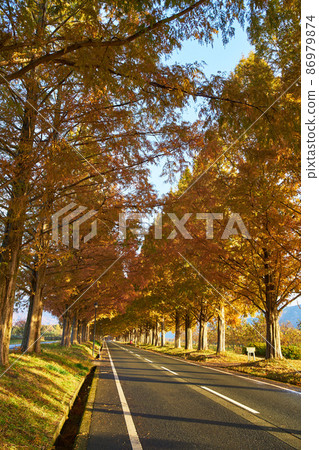 Shiga Prefecture Metasequoias Tree-lined Road 86979874