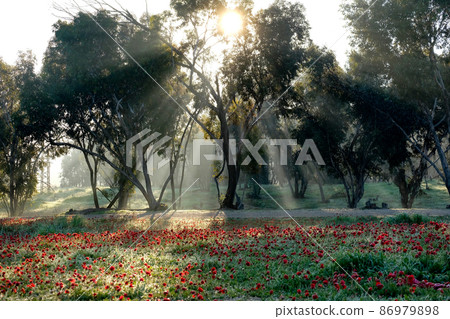Grove pierced by sunshine and meadow with flowers Grove pierced by sunshine and meadow with flowers 86979898