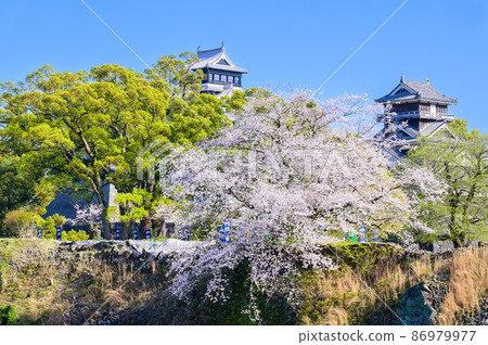 Cherry blossom season Kato Shrine, castle tower, Uto turret Kumamoto Castle Cherry blossom season Kato Shrine, castle tower, Uto turret Kumamoto Castle 86979977