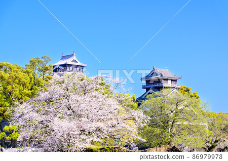 Cherry blossom season, castle tower and Udo turret scenery, Kumamoto Castle 86979978