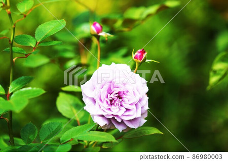 Light purple rose flowers 86980003