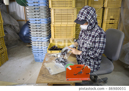 Eggplant boxing work Foreign workers Eggplant boxing work Foreign workers 86980031