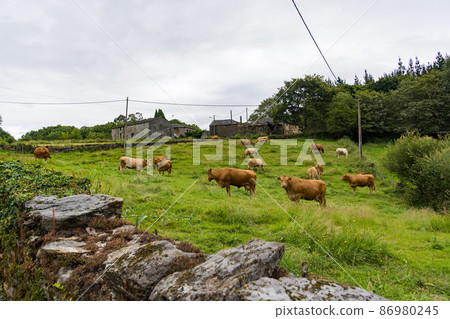 Road to Camino Santiago Road to Camino Santiago 86980245
