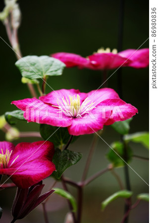 Clematis Clematis 86980836