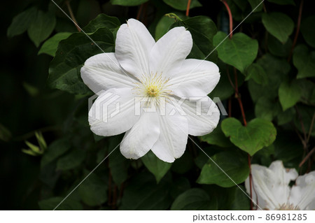 Clematis Clematis 86981285