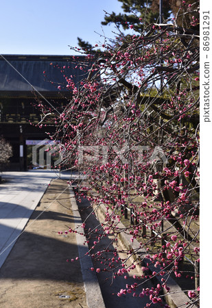 Red plum and tower gate Kitano Tenmangu Red plum and tower gate Kitano Tenmangu 86981291
