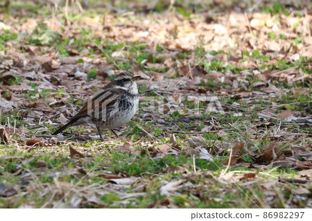 Thrush Thrush 86982297