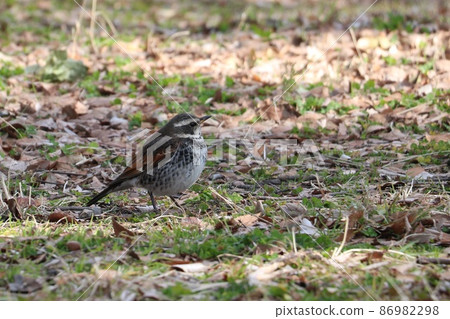 Thrush 86982298