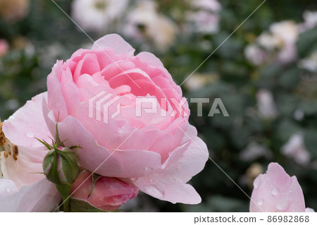  Pink rose flower 86982868