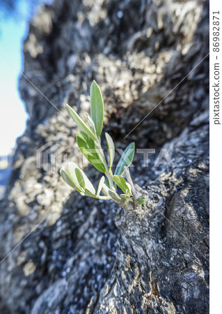 從老橄欖樹乾髮芽 86982871