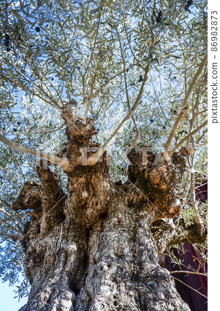 Looking up at an old olive tree with fruit-bearing branches and leaves Looking up at an old olive tree with fruit-bearing branches and leaves 86982873