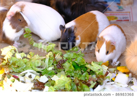 Fureai no Sato Guinea Pig in Squirrel Garden 13 (Osaka, Sayama City) 86983368