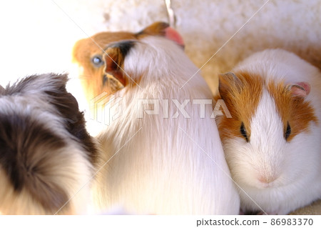 Fureai no Sato Guinea Pig in Squirrel Garden 15 (Osaka, Sayama City) Fureai no Sato Guinea Pig in Squirrel Garden 15 (Osaka, Sayama City) 86983370